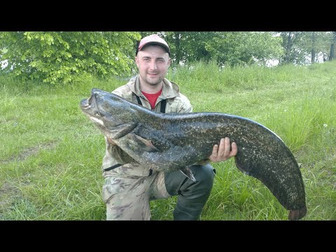 Видео: НЕУДЕРЖИМЫЕ ! МОНСТРЫ ПРОСТО РВУТ СНАСТИ !!! СОМ. ЩУКА.