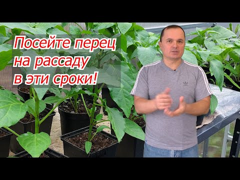 Видео: Когда сеять сладкий перец на рассаду- точные сроки!
