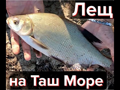 Видео: Лещ в ТашМоре