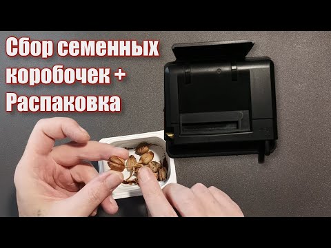 Видео: Сушка коробочек семян. Распаковка машинки Mini