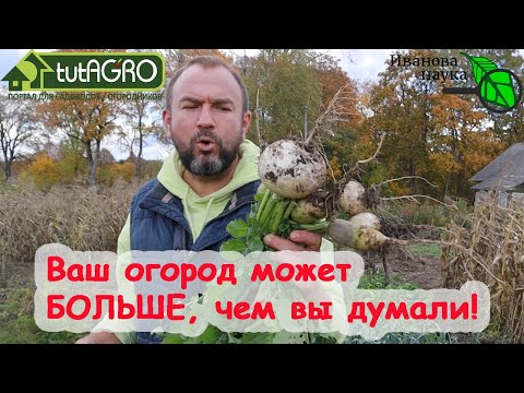 Видео: ВТОРАЯ ВОЛНА! Вырастить редьку, репу и дайкон КАК ДВАЖДЫ ДВА! Посеять и... ВСЁ!