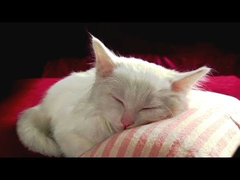 Видео: Колыбельная (HD) - lullaby - Елена Светлова