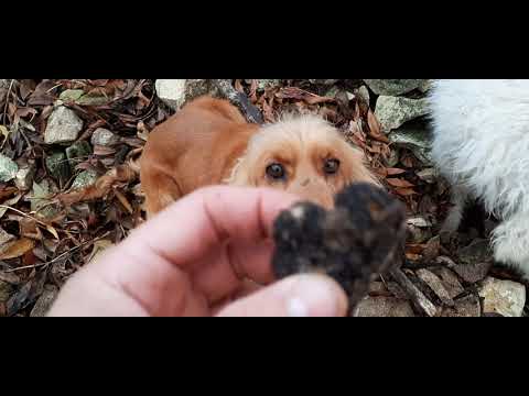 Видео: Лов на трюфели - Truffle hunt #1