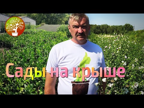 Видео: Места размещения контейнерного сада