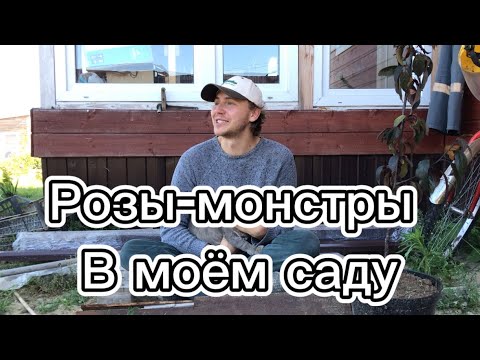 Видео: Розы Остина. Как цветут первогодки?