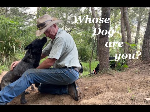 Видео: Чья ты собака?