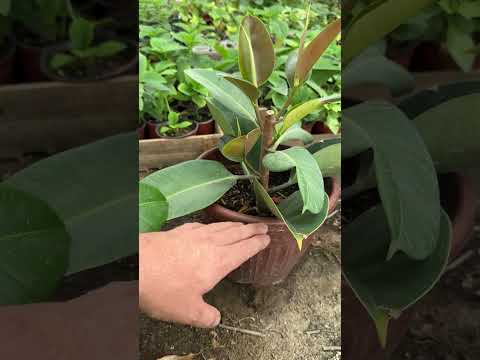 Видео: Гулларни кесилгандан кейинги ўзгариши.