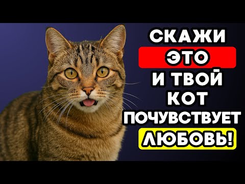 Видео: Слова, по которым кот понимает, что ты его любишь!