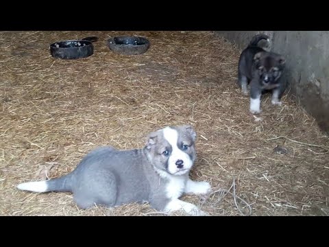 Видео: Чистопородные щенки Кавказского Волкодава!!!