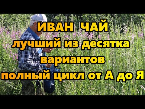 Видео: Иван чай. Лучший из десятка вариантов. Полный цикл от А до Я.