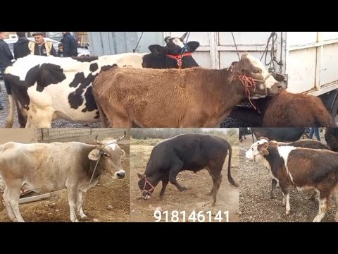 Видео: чоршанбебозори   нохияи хамадони   5 ноябр зурибад 👍 👍👍👍