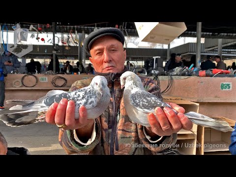 Видео: Птичий рынок г. Ташкент - ГОЛУБИ (04.12.2021) / Uzbek Pigeons / Usbekische tauben