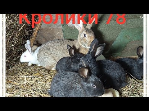 Видео: Кролики 78 ...