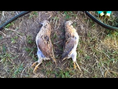 Видео: Лов на Пъдпъдък HD