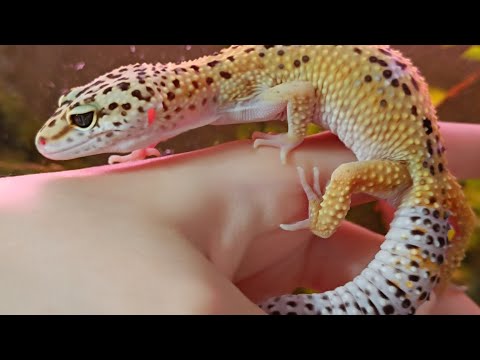 Видео: Содержание эублефара в контейнере/эублефары/гекконы/ящерица 🦎