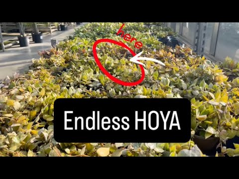 Видео: Всем любителям хойи! | Покупка растений в Vandermeer