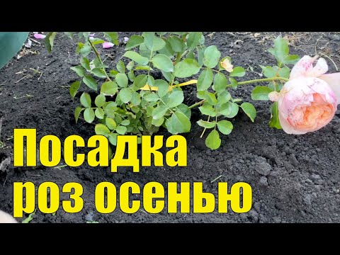 Видео: Посадка роз осенью