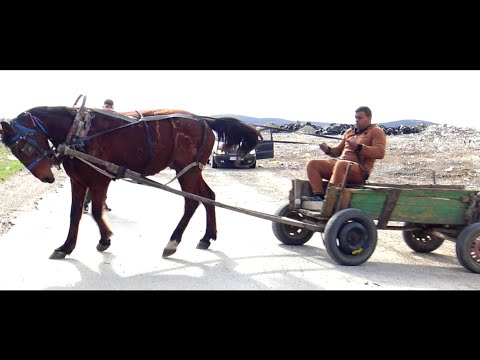 Видео: Кошията На Интити 2023 г