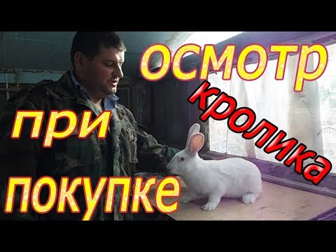 Видео: ПОКУПАЕМ КРОЛИКА!!!  что смотреть? (видео 3)