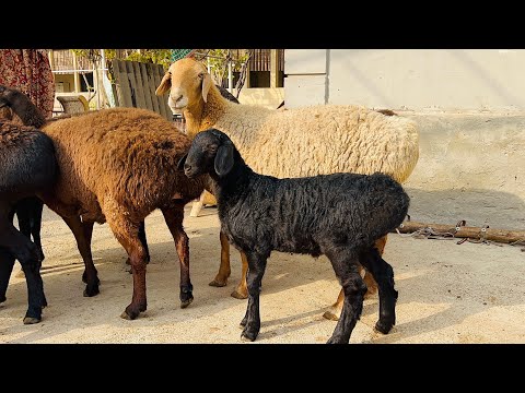 Видео: Йош она бола қўйлар🔥 егизакчи бўғоз қўйлар 1- қоринга бўғозидан