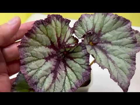 Видео: Сеянцы бегонии от MaGic (продолжение)