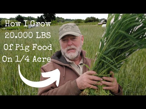 Видео: Как вырастить собственный корм для свиней на пастбище