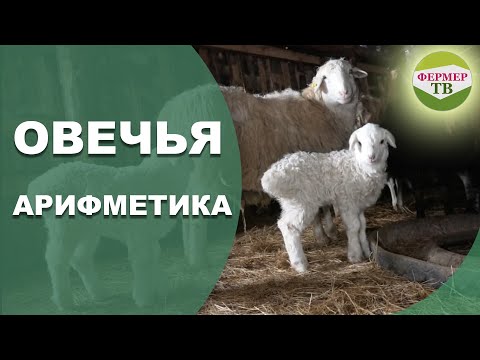 Видео: Овечья арифметика