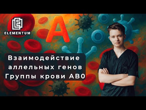 Видео: Теория: взаимодействие аллельных генов + группы крови AB0 | ЕГЭ по биологии | Elementum