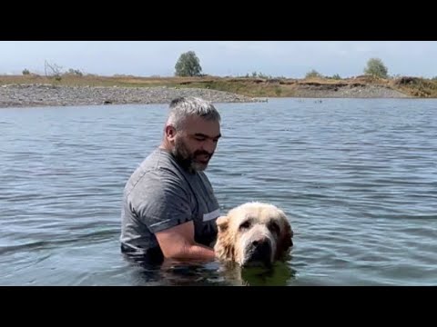 Видео: Привезли «особенных» собак купаться на озеро