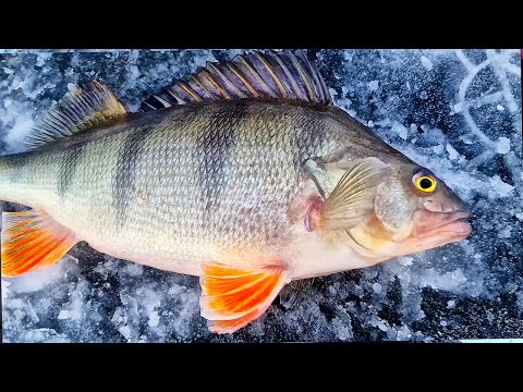 Видео: ЖЕРЛИЦЫ УРОВНЯ XXXL ! ТАКОЙ КЛЁВ ТОЛЬКО ТУТ! СМОТРЕТЬ ДО КОНЦА!