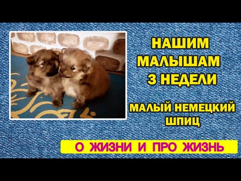 Видео: Нашим малышам 3 недели щенкам малого немецкого шпица 3 недели