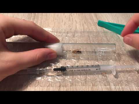 Видео: Муравьи вида Camponotus fedtschenkoi