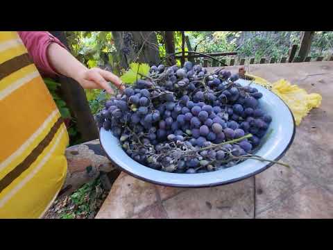 Видео: Обрываем виноград.🍇🍇🍇☕️