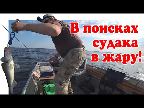 Видео: Ловля Судака на Волге ▶ Fishing 2023 | #Vovabeer