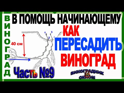 Видео: 🍇 2 идеи! Как грамотно пересадить куст винограда на новое место. Школа виноградаря. Часть №9.