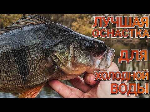 Видео: Топ оснастка для осени ловит трофеи | Narval Fishing Poker 762L + JigRig | Как ловить окуня осенью