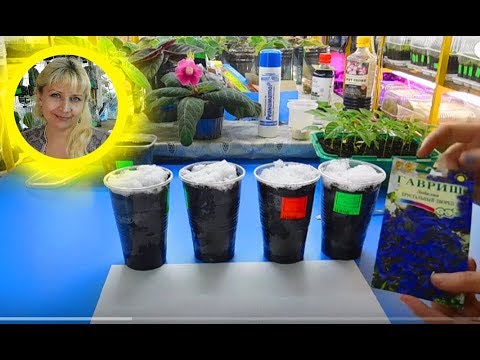 Видео: 🌹🌹🌹ЛОБЕЛИЯ ! САМЫЙ УДОБНЫЙ СПОСОБ ПОСЕВА СЕМЯН ! И РЕЗУЛЬТАТ ВСХОДОВ !