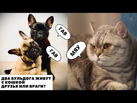 Видео: Два Французских Бульдога живут с Кошкой/Друзья или Враги?