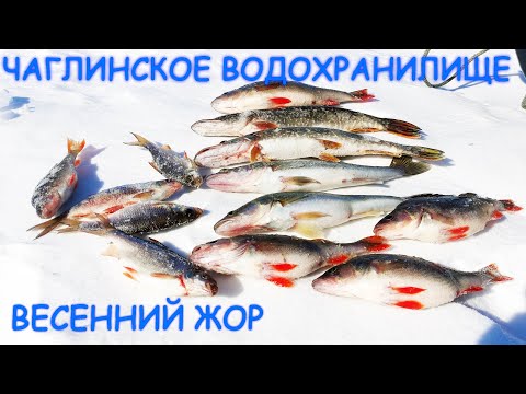 Видео: ОГРОМНЫЙ ОКУНЬ И НОЧНОЙ СУДАК - ЧАГЛИНСКОЕ