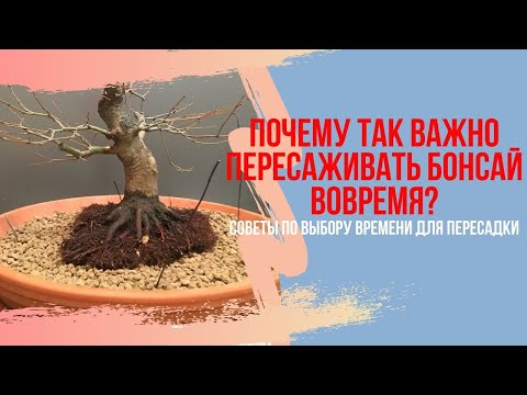 Видео: Почему так важно пересаживать БОНСАЙ вовремя и как определить, что это время настало?