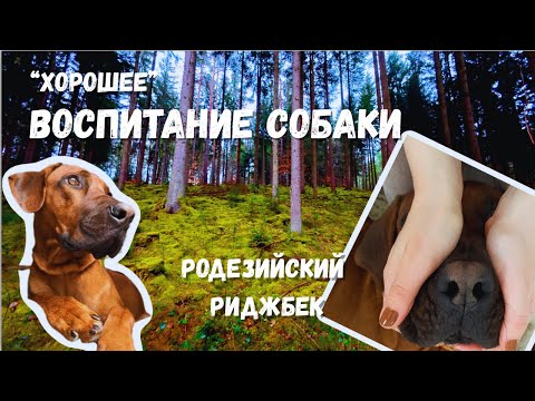 Видео: Воспитание собаки,что бы я изменил/Родезийский Риджбек