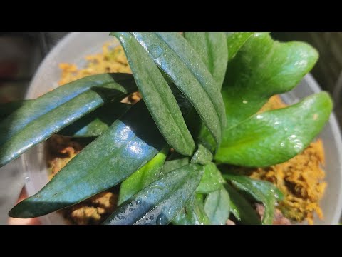 Видео: Цветы и растения на балконе и в комнате 🌸🌿