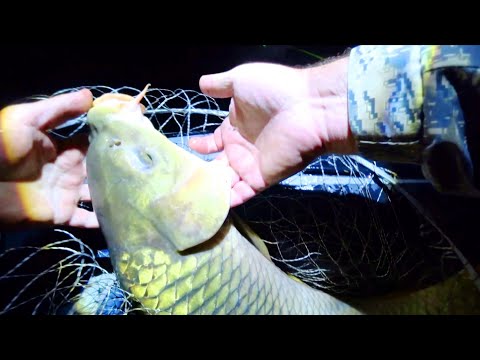 Видео: ДИКИЕ САЗАНЫ с треском тянут на дно/ РЫБАЛКА НА КРУПНОГО САЗАНА с лодки 2025