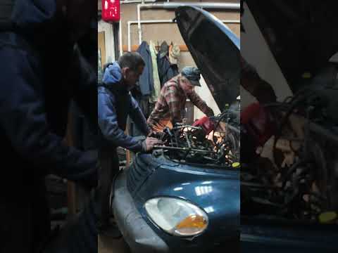 Видео: проклятые мухоморы