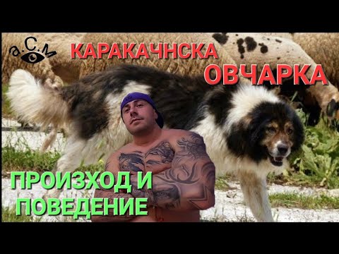Видео: КАРАКАЧАНСКО ОВЧАРСКО КУЧЕ - ПРОИЗХОД И ПОВЕДЕНИЕ   а.С.м