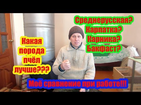 Видео: СРАВНЕНИЕ ПЧЁЛ БАКФАСТ, КАРНИКИ, КАРПАТКИ И СРЕДНЕРУССКОЙ НА МОЕЙ ПАСЕКЕ, + И -