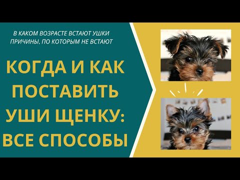 Видео: Как поставить уши йорку? Когда встают уши у йорка? Почему не поднимаются уши у йоркширского терьера?