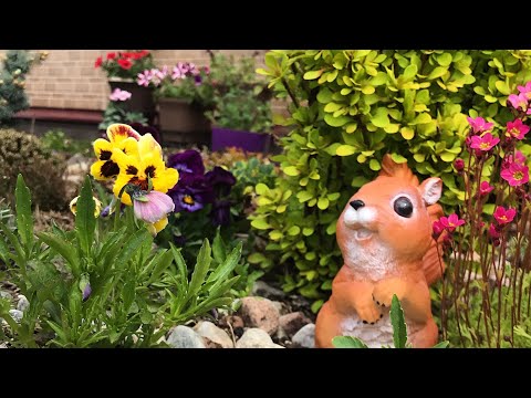 Видео: 🐝🦋😍Мой цветник оживает, раскрашивается разными красками.🌞🌱Прикупила новеньких растени.🦋🐝🌱