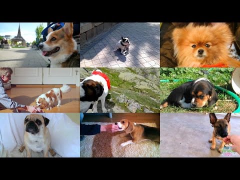 Видео: Собаки на английском языке произношение с видео