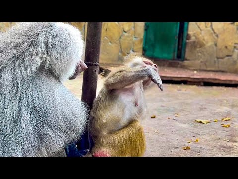 Видео: Люська ТАК СМЕШНО просит Елисея по перебирать ей шерстку, а он НАЕЛСЯ И СИДИТ!